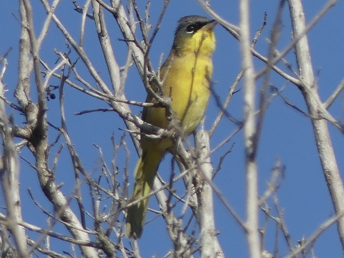 Gray-crowned Yellowthroat - ML645360332