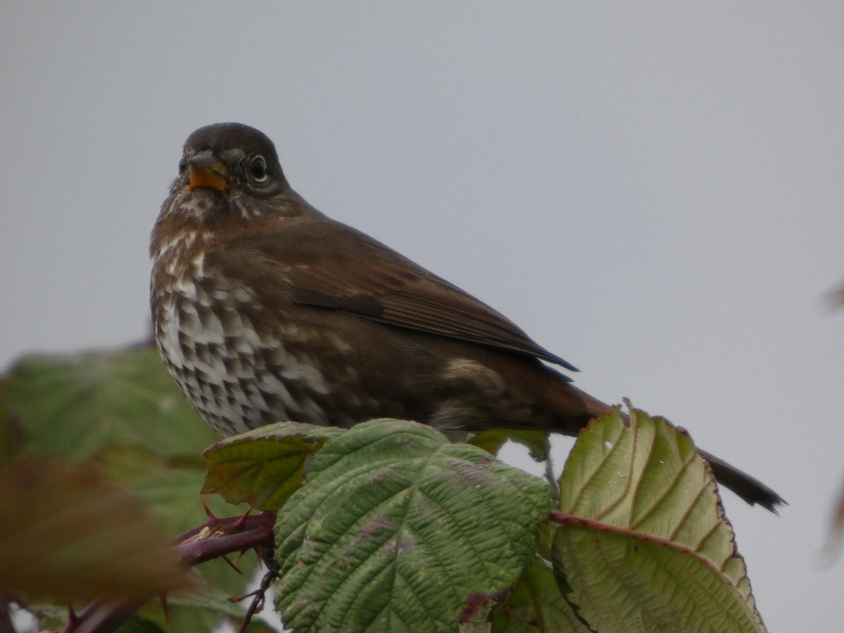 Fox Sparrow - ML645360340