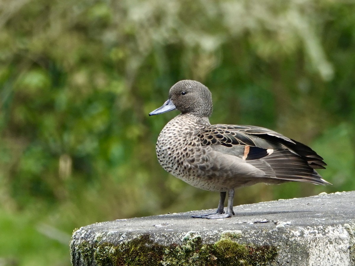 アンデスコガモ - ML645360346