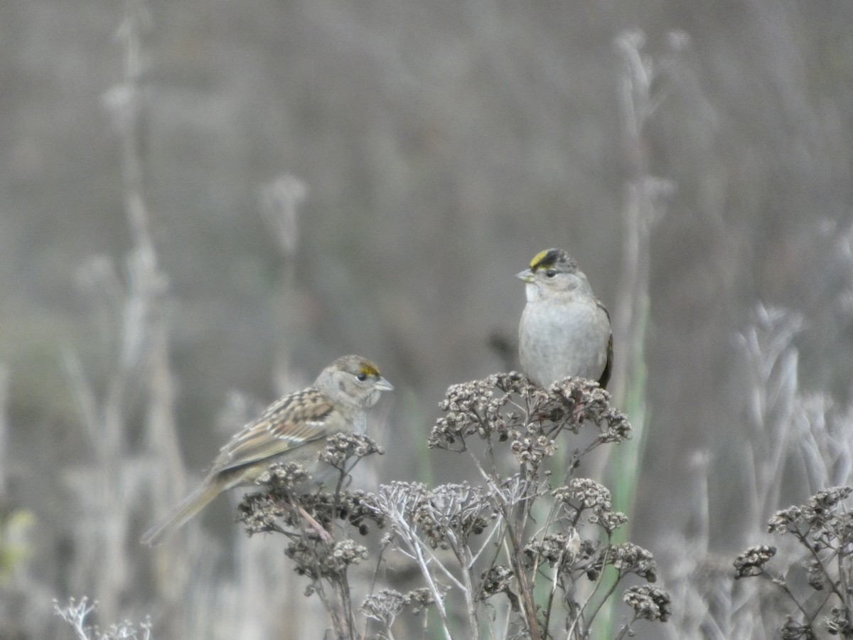 Golden-crowned Sparrow - ML645360356