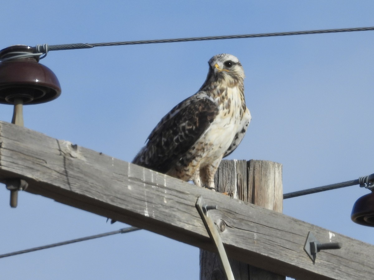 Rough-legged Hawk - ML645360359