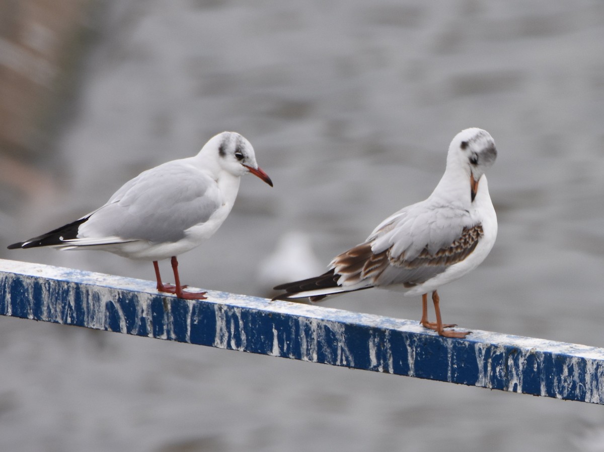 hettemåke - ML645360362