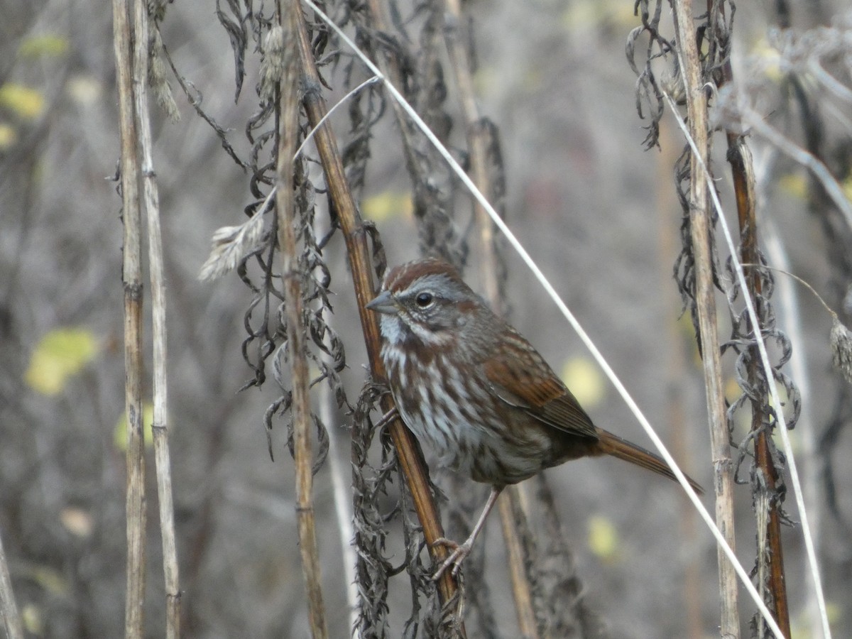 Song Sparrow - ML645360363