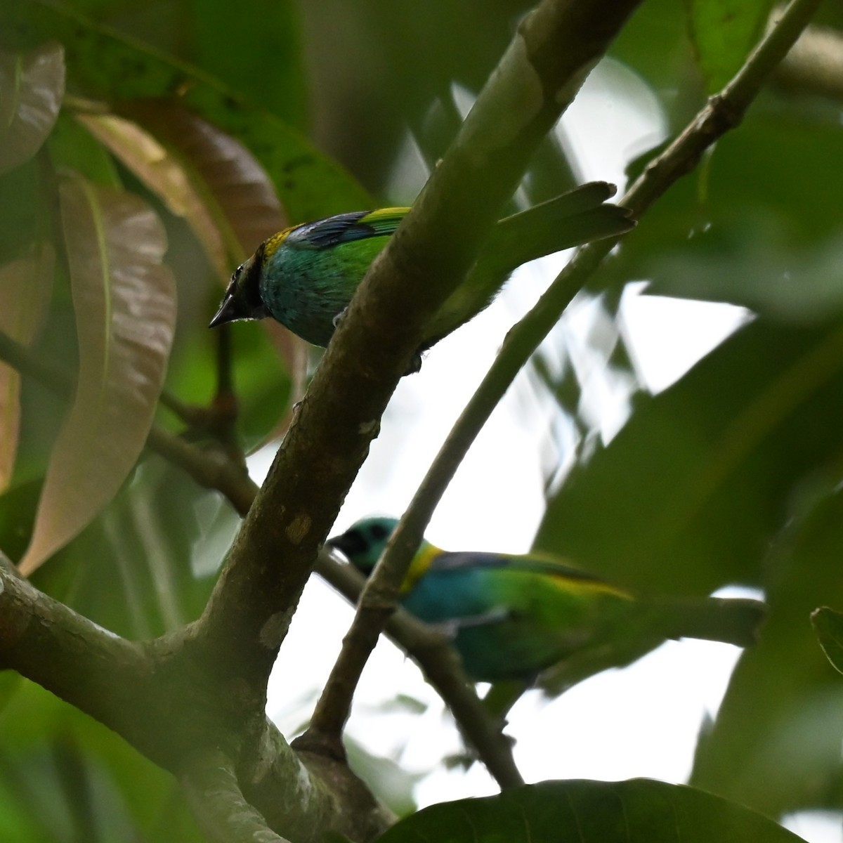Green-headed Tanager - ML645360379