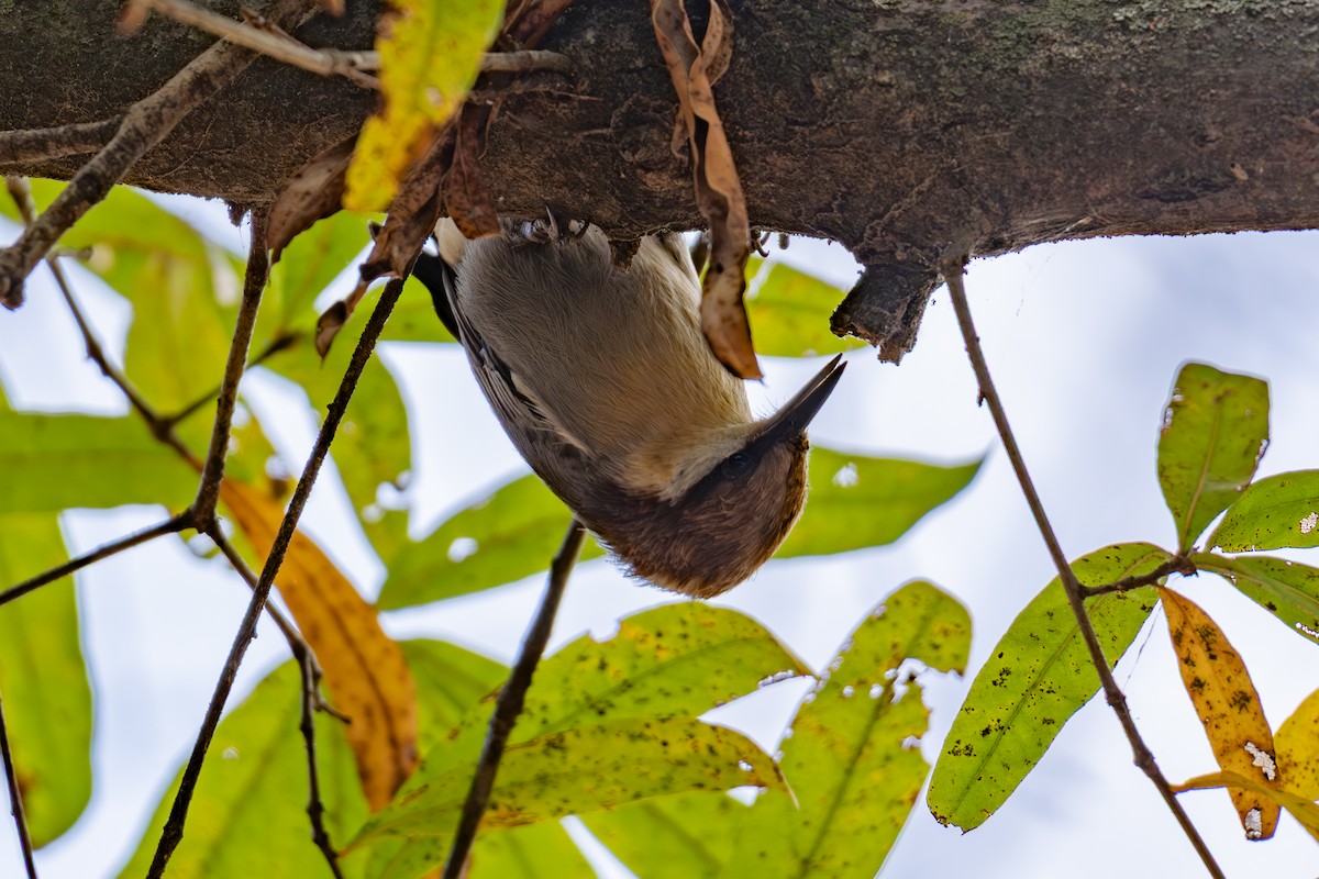 brhlík hnědohlavý - ML645360385