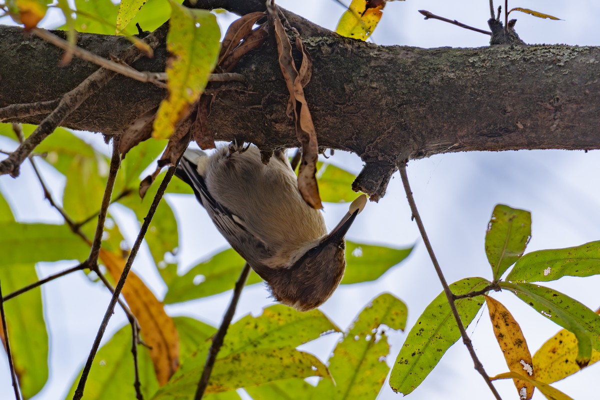 brhlík hnědohlavý - ML645360386