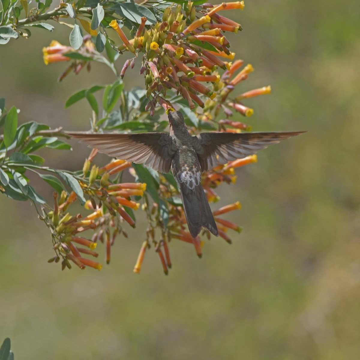 Giant Hummingbird - ML645360399