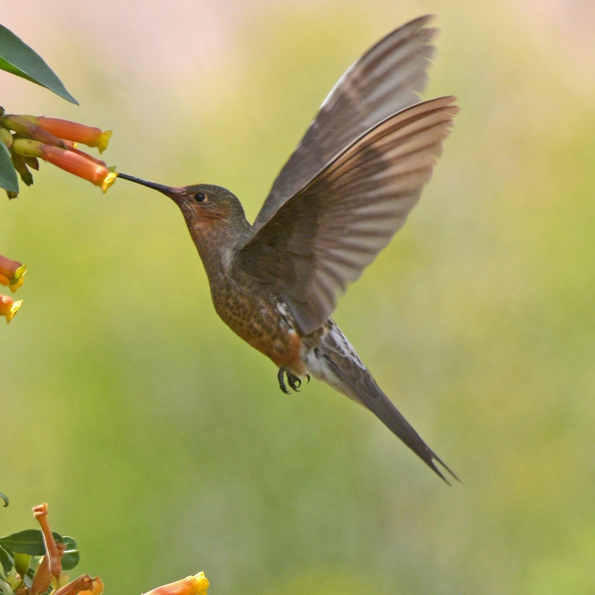 Giant Hummingbird - ML645360400