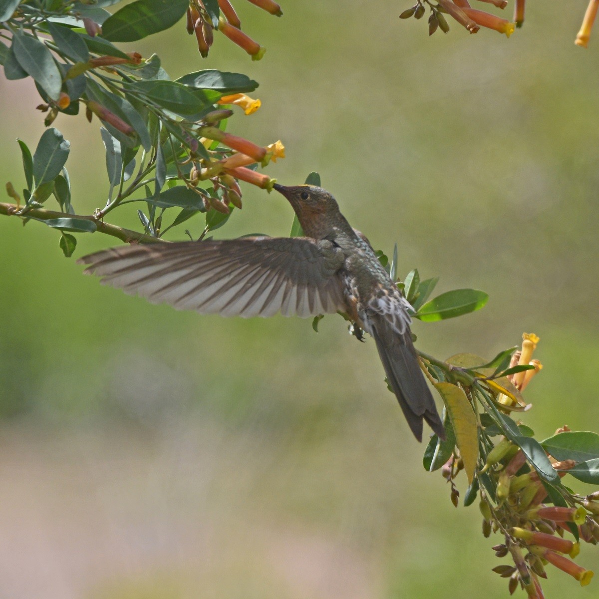 Giant Hummingbird - ML645360401
