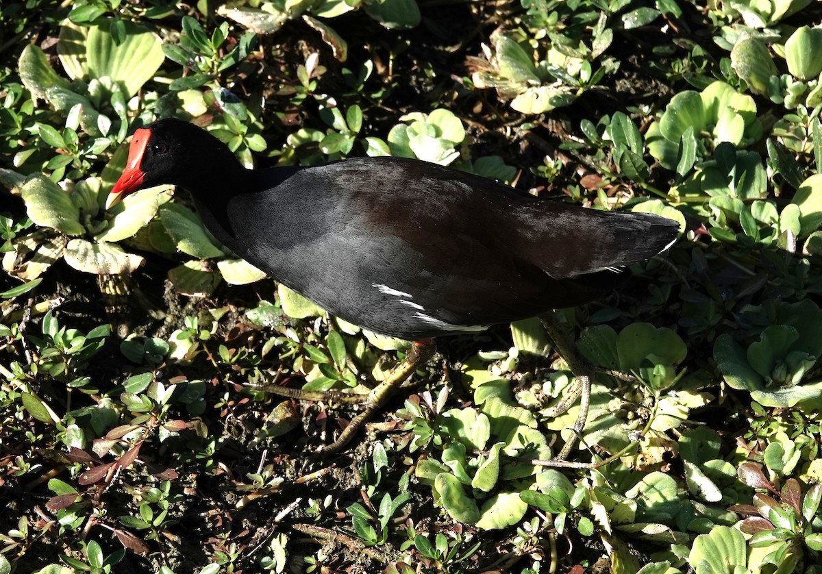 slípka americká - ML645360414