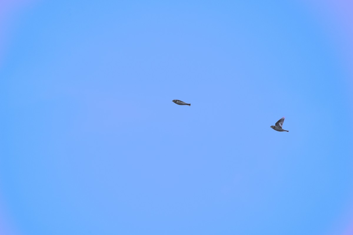 Snow Bunting - ML645360416