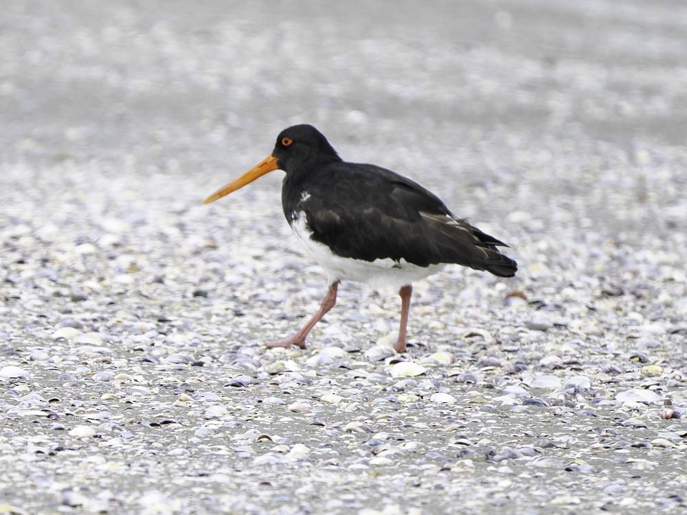 ústřičník jižní - ML645360431