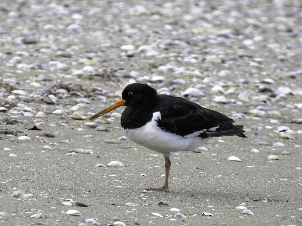 ústřičník jižní - ML645360432