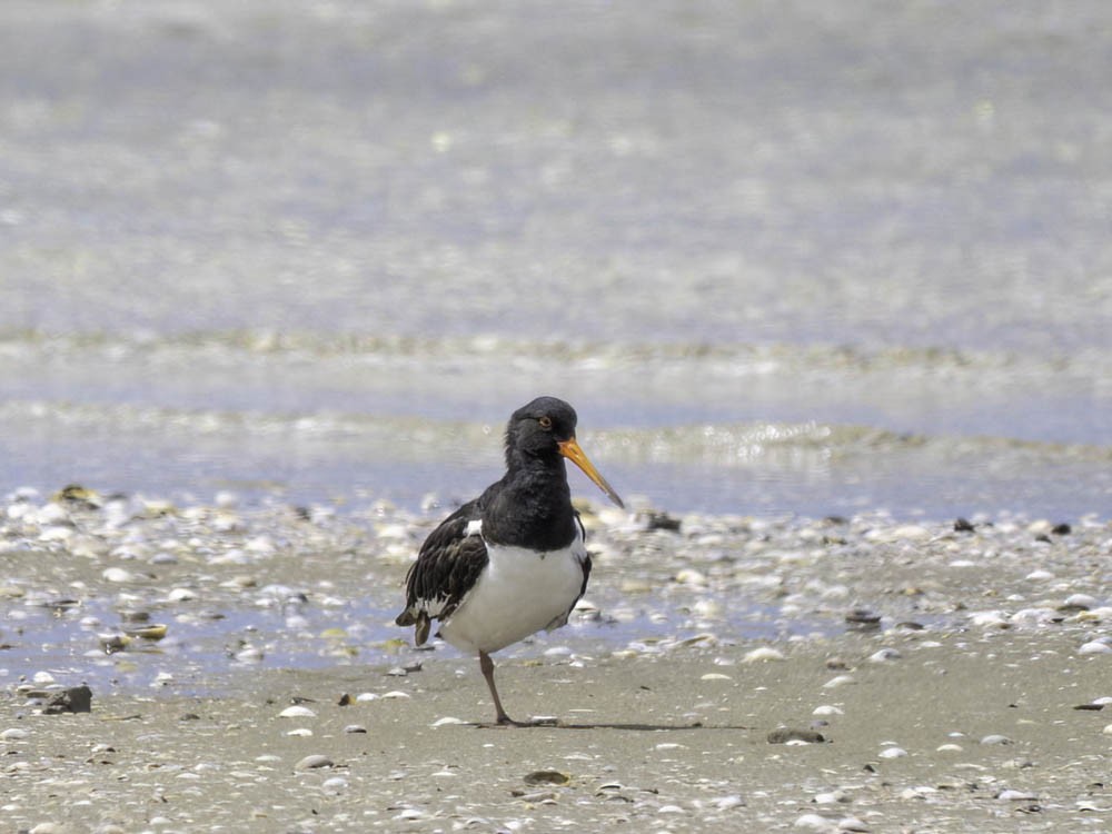 ústřičník jižní - ML645360435