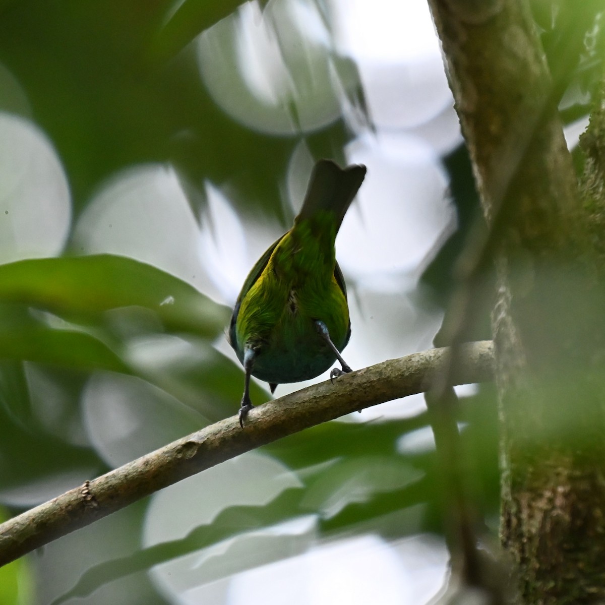 Green-headed Tanager - ML645360437