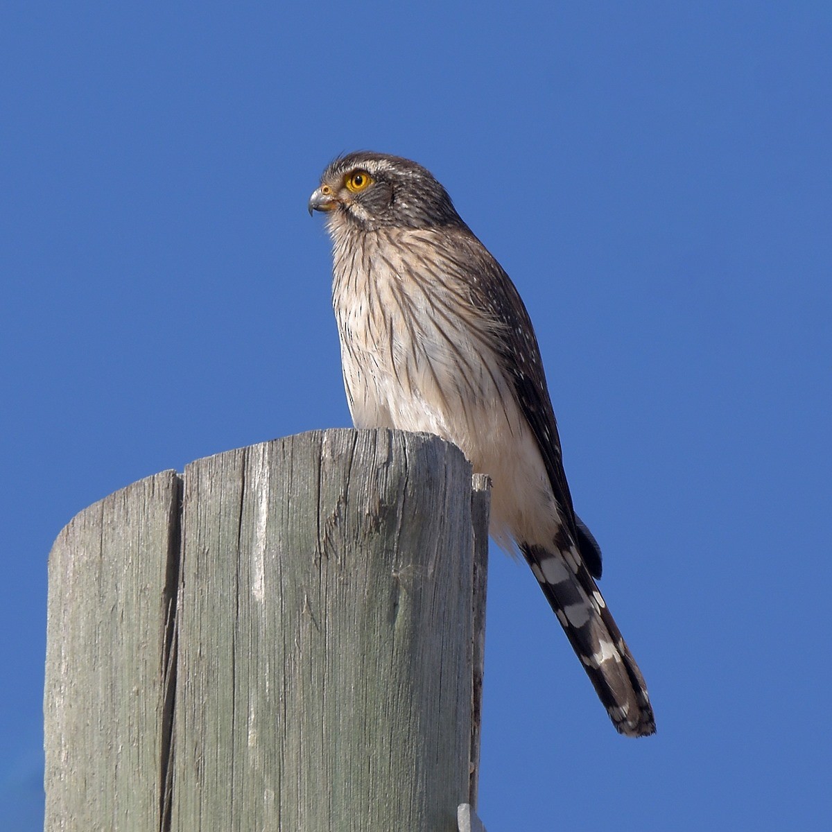 Spot-winged Falconet - ML645360440