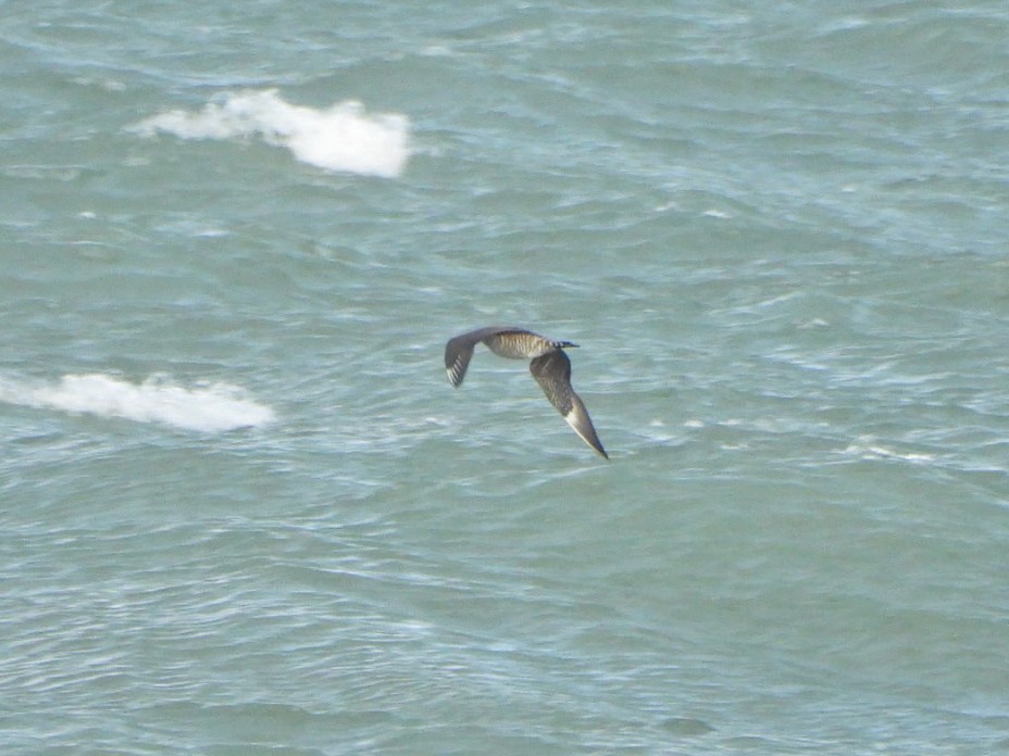 Parasitic Jaeger - ML645360444