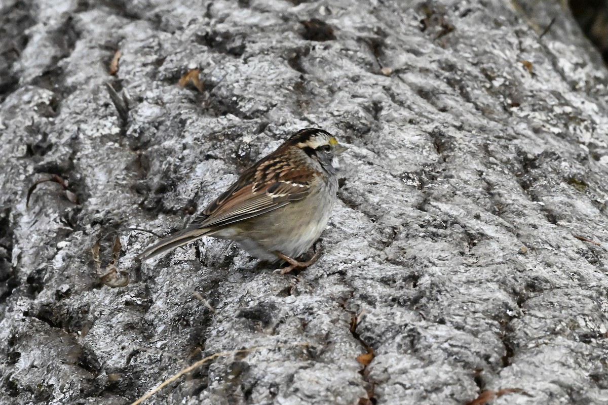 Белогорлая зонотрихия - ML645360447