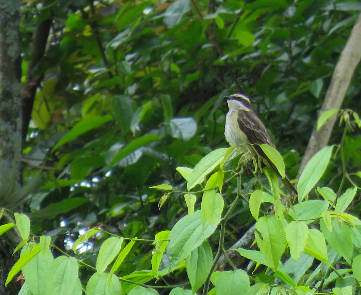 Piratic Flycatcher - ML645360468