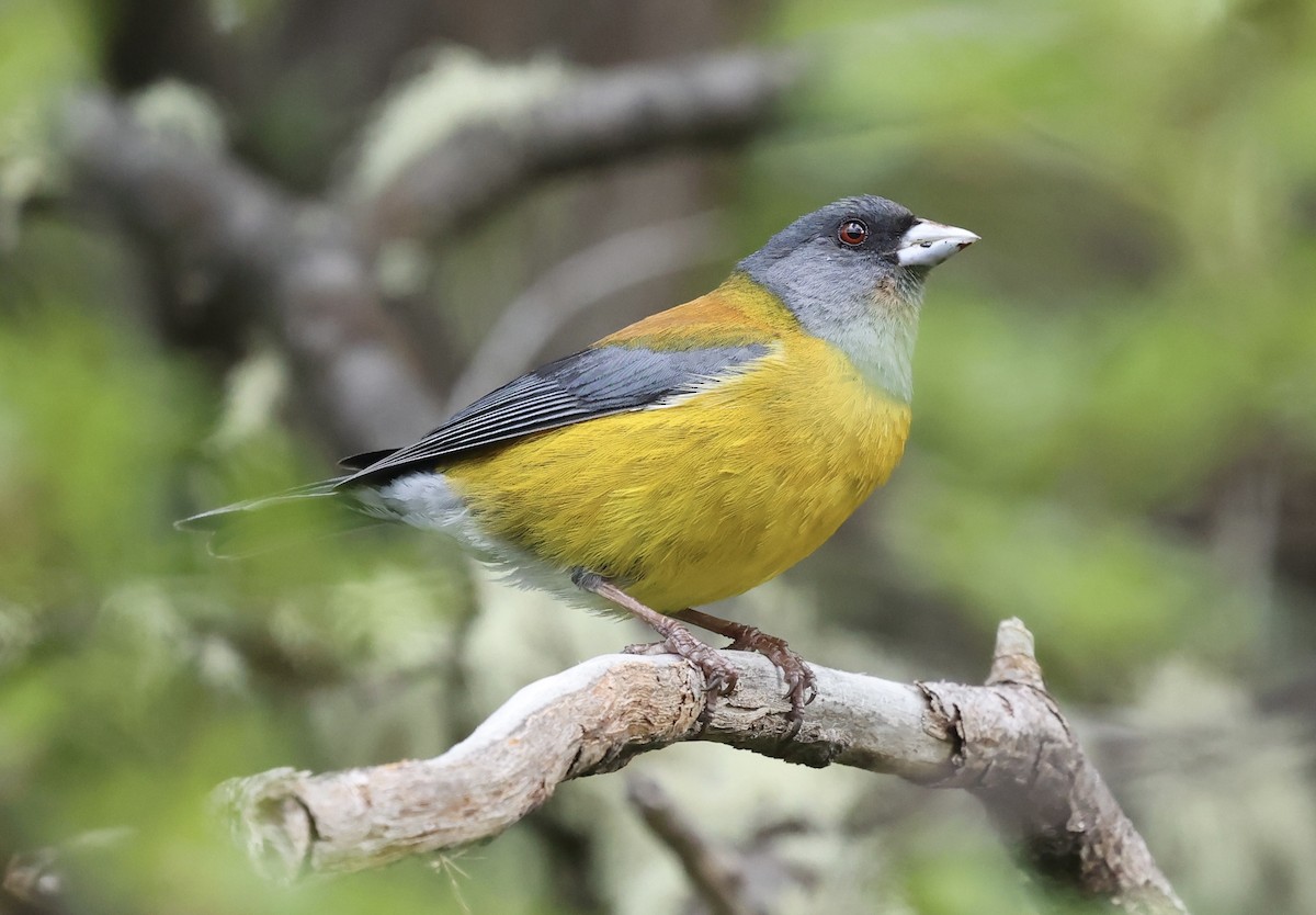 Patagonian Sierra Finch - ML645360471