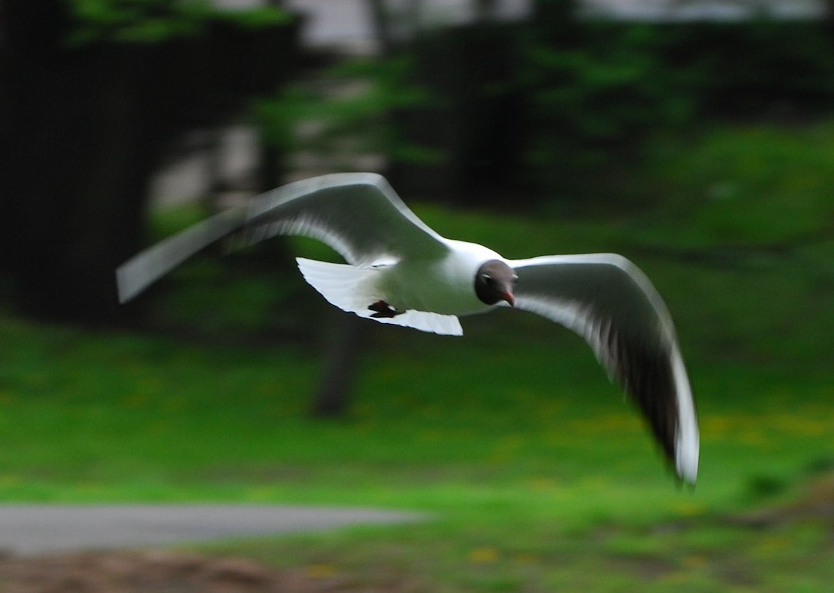 hettemåke - ML645360476