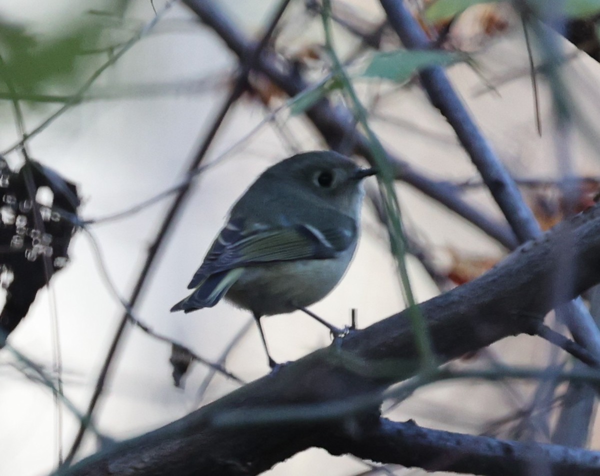 Золотомушка рубіновочуба - ML645360479