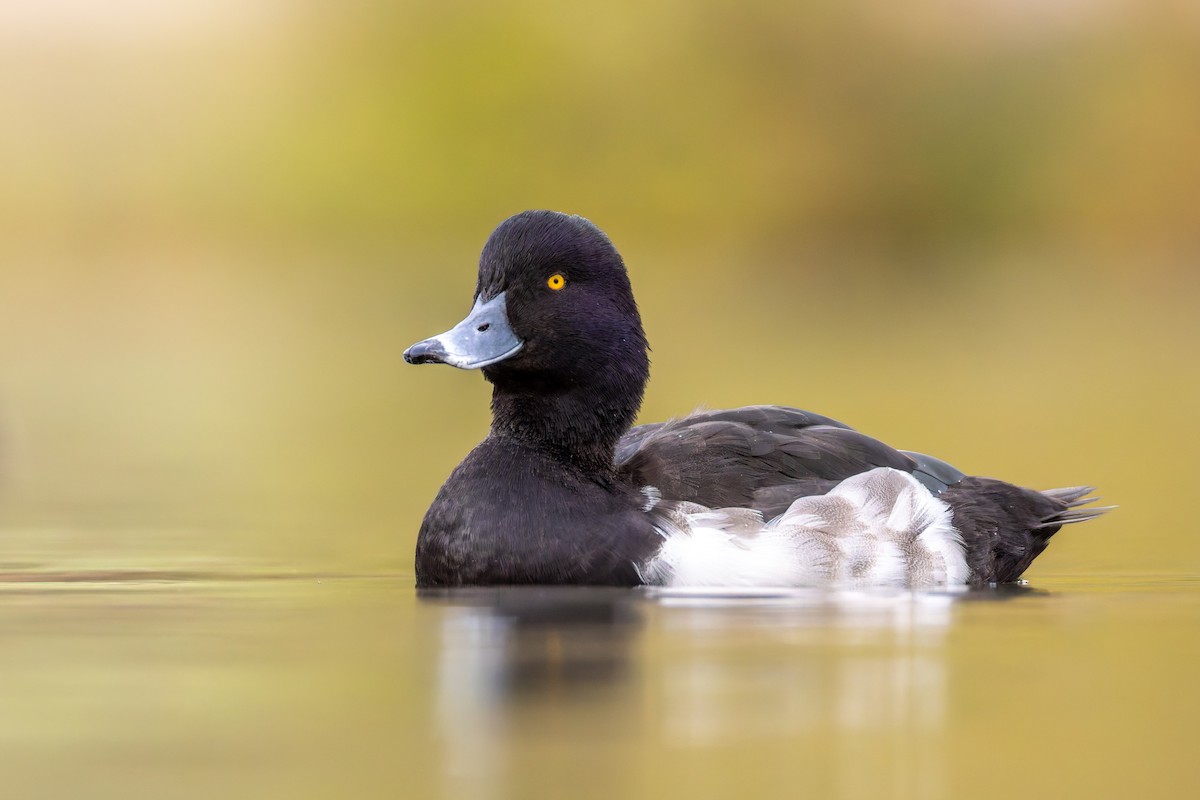 Tufted Duck - ML645360482