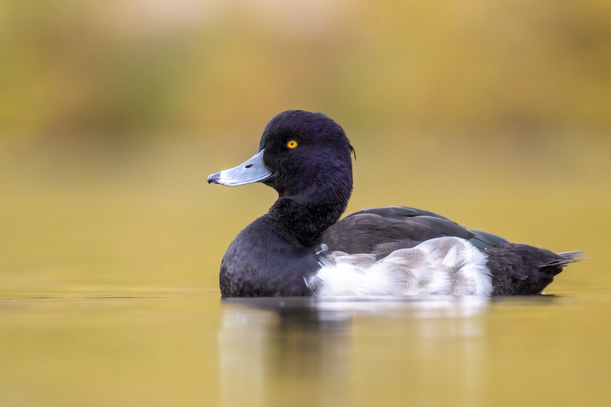 Tufted Duck - ML645360483