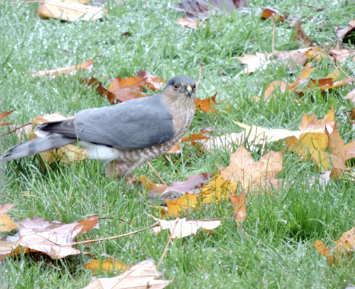 Sharp-shinned Hawk - ML645360494