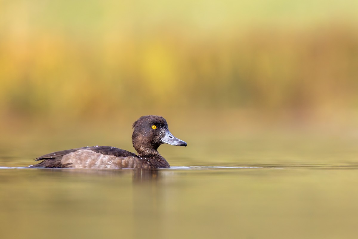 Tufted Duck - ML645360497