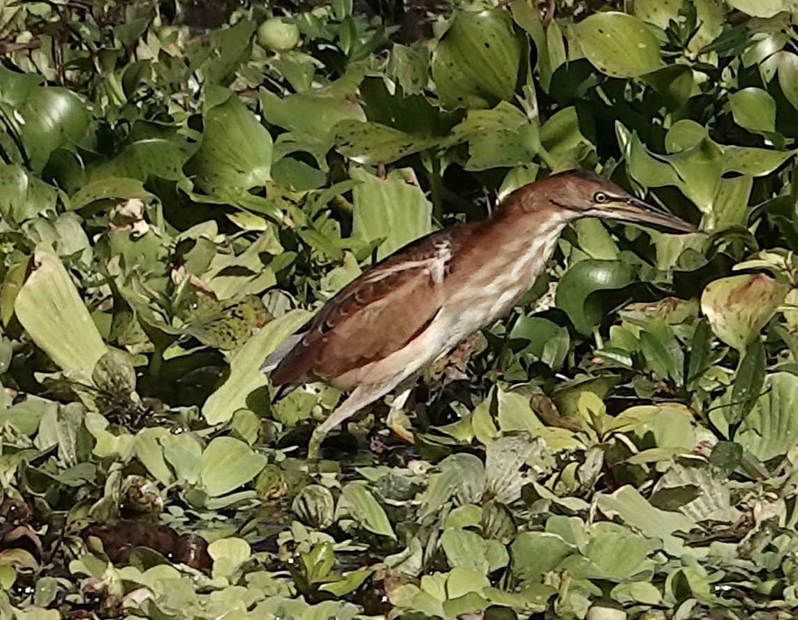 コヨシゴイ - ML645360509