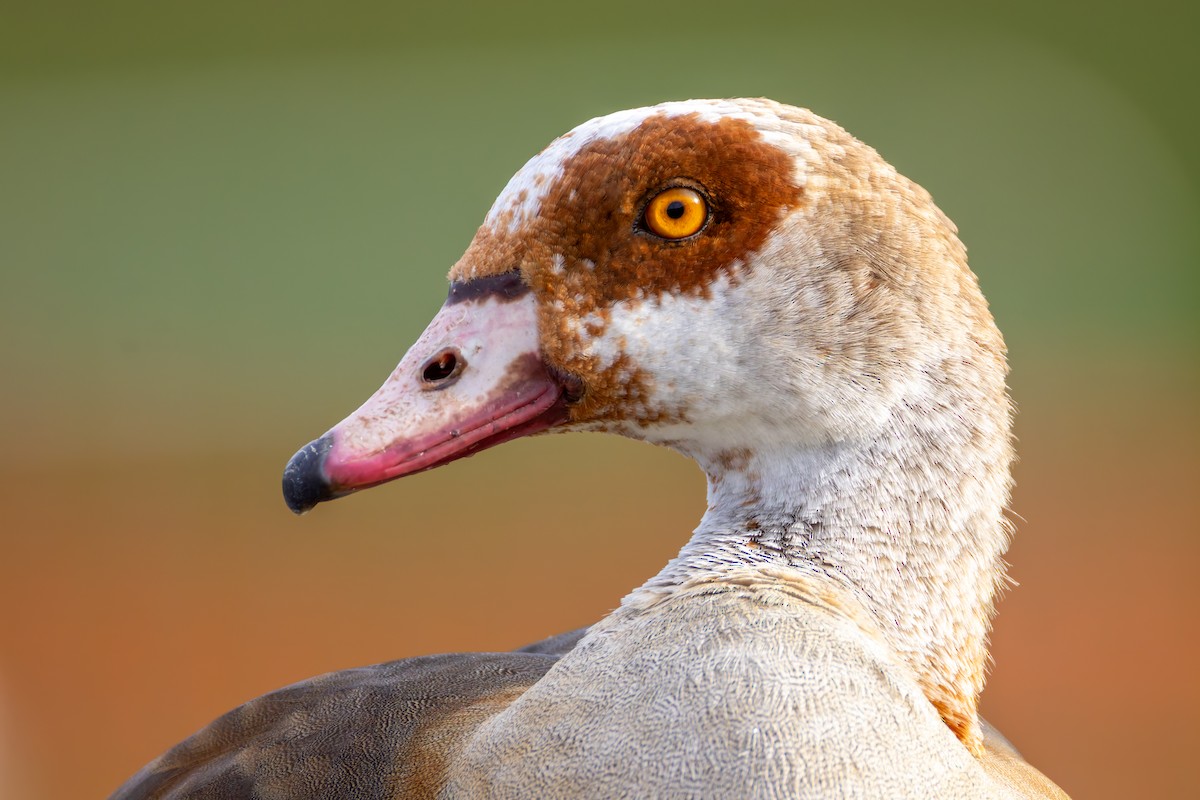 Egyptian Goose - ML645360510