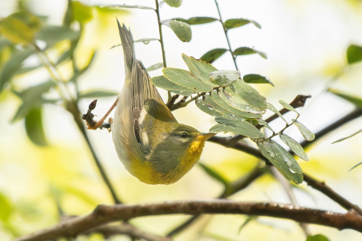 Northern Parula - ML645360514