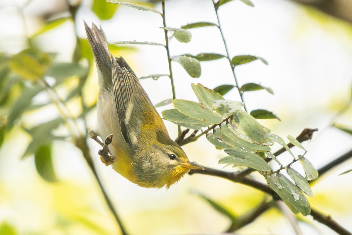 Northern Parula - ML645360515