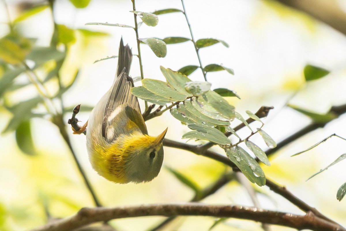 Northern Parula - ML645360516
