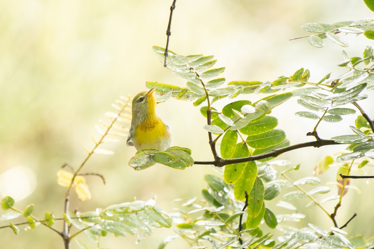 Northern Parula - ML645360517