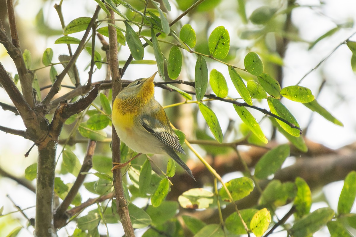 Northern Parula - ML645360518