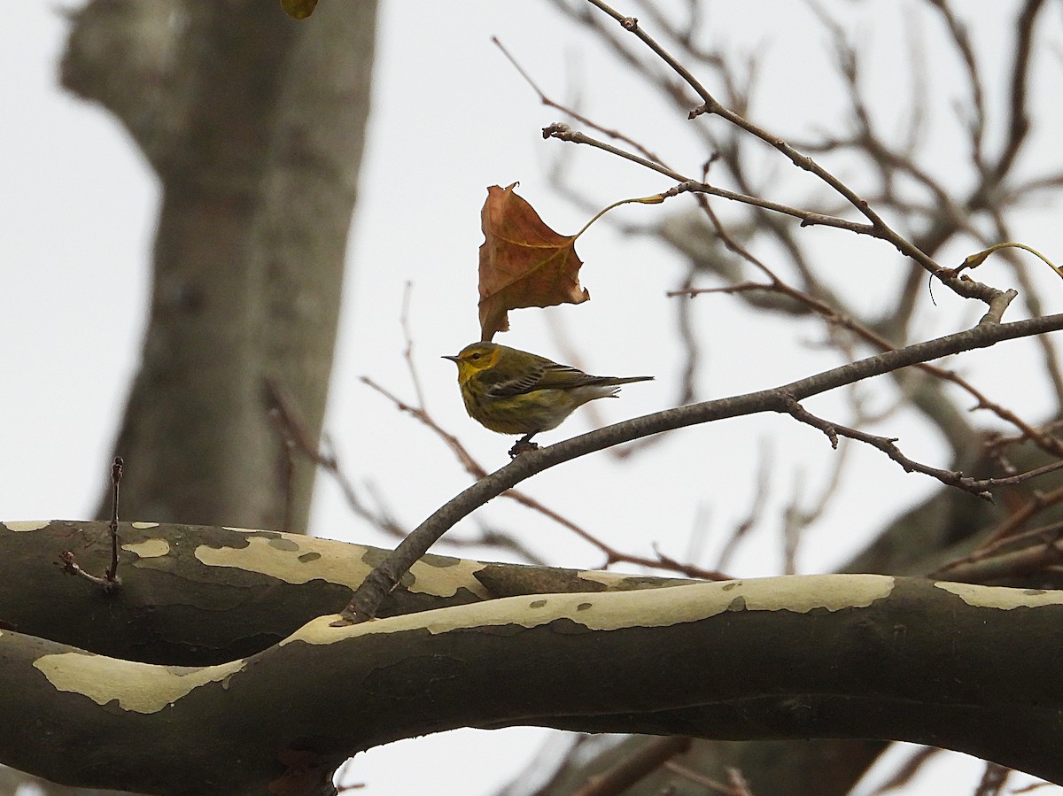 ホオアカアメリカムシクイ - ML645360521