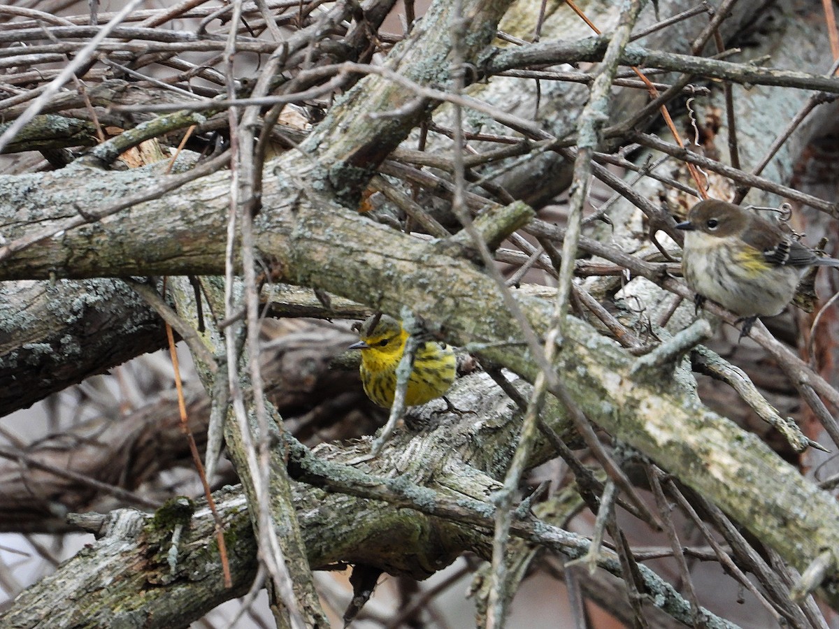 ホオアカアメリカムシクイ - ML645360528