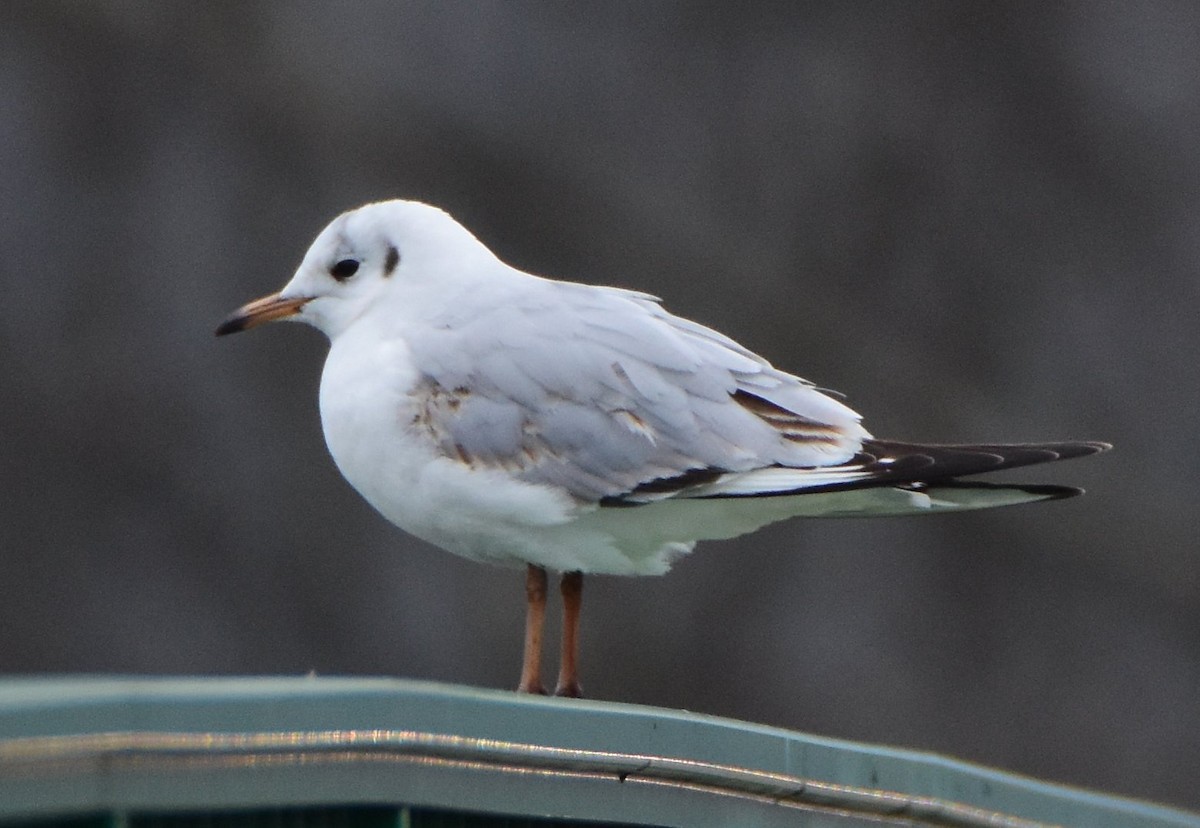 hettemåke - ML645360561