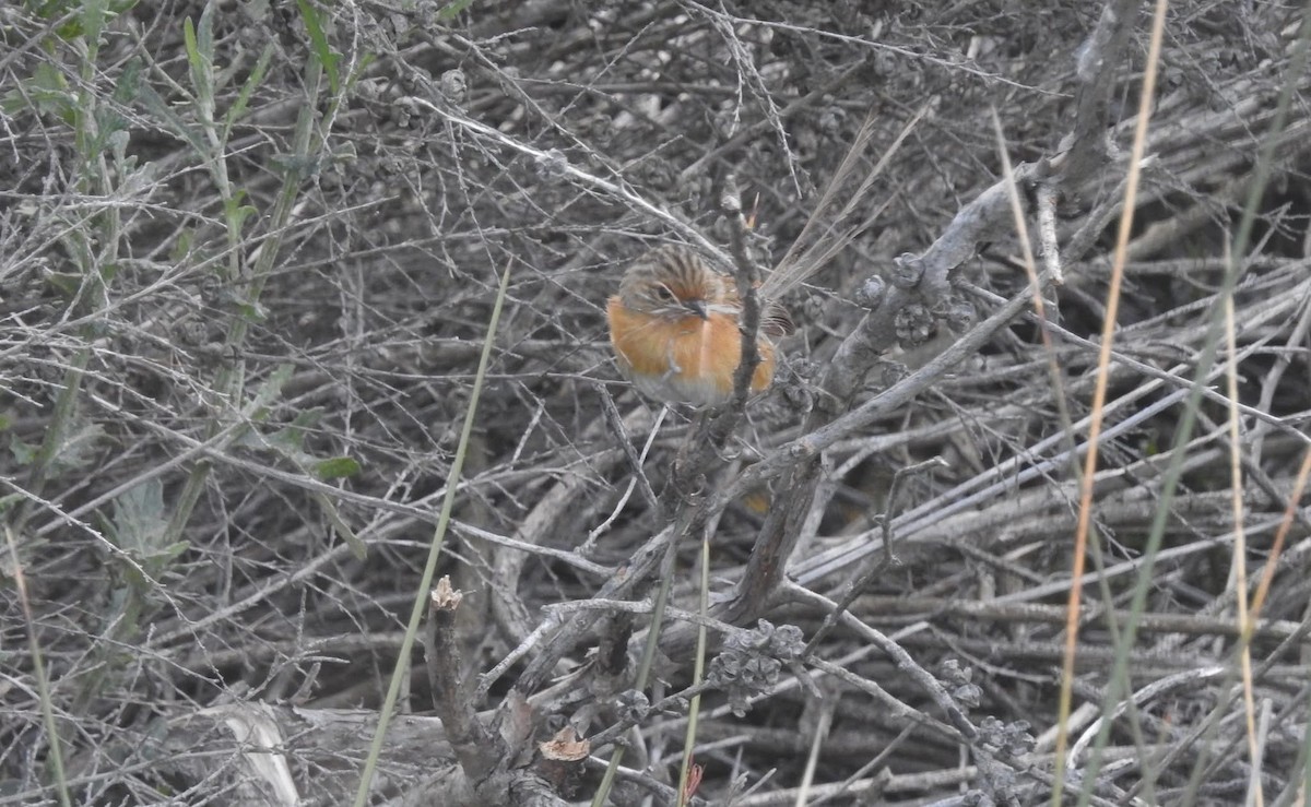 Southern Emuwren - ML645360566