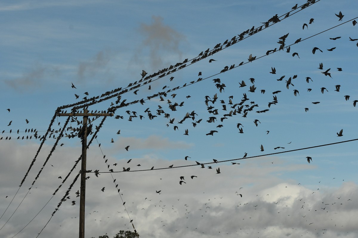 Шпак звичайний - ML645360567