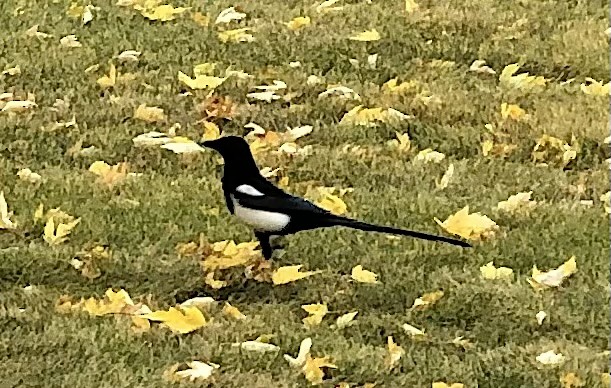 straka americká - ML645360573