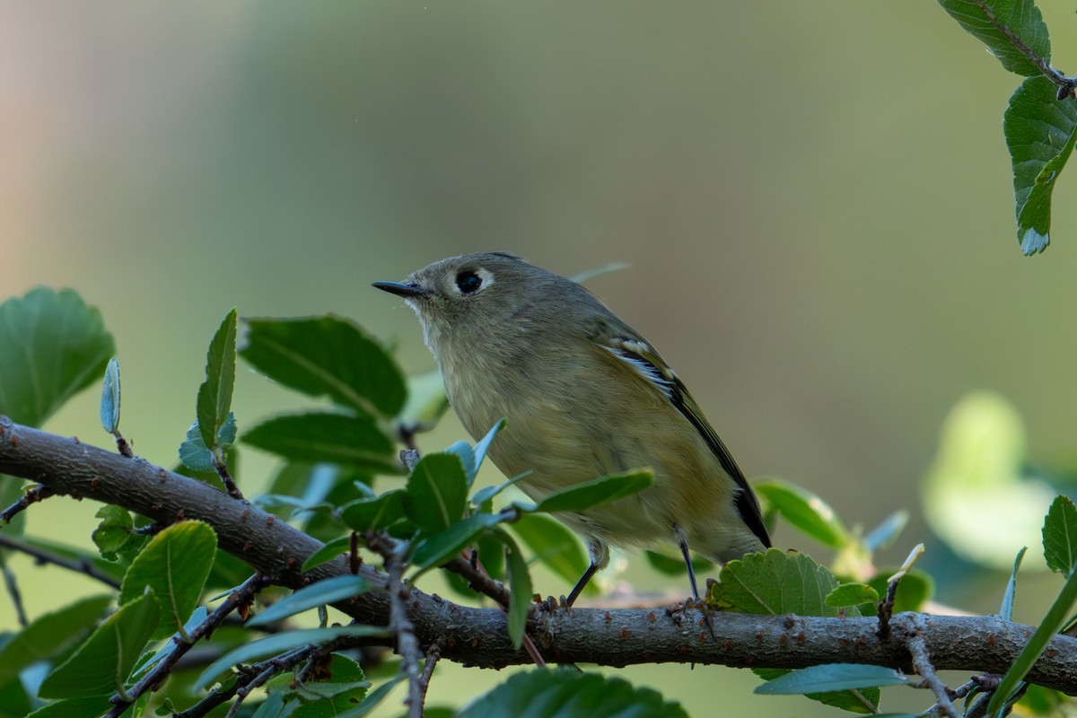 Золотомушка рубіновочуба - ML645360578