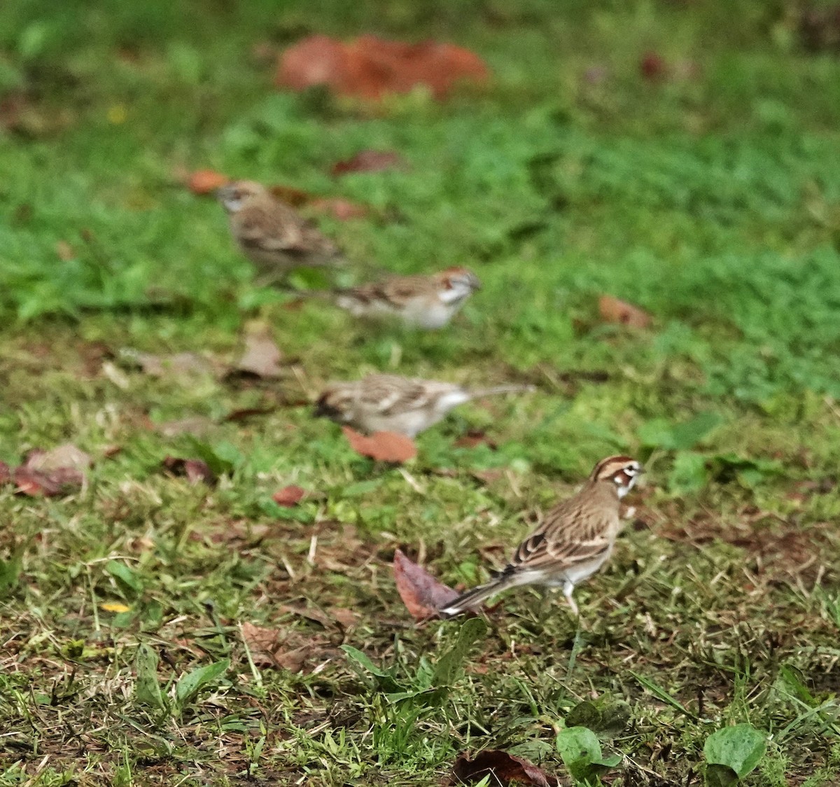 Lark Sparrow - ML645360585