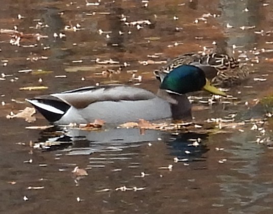 Mallard - ML645360601