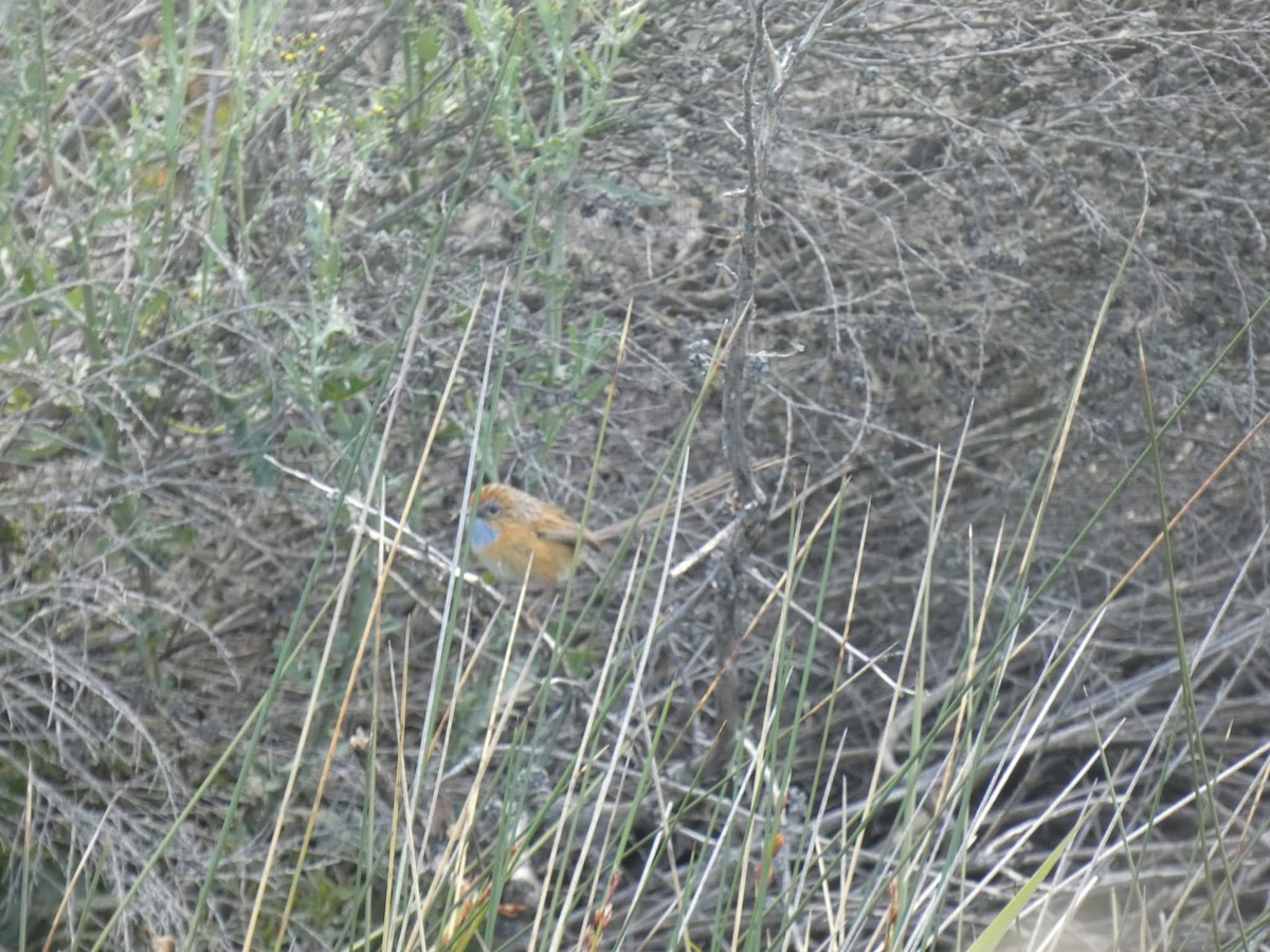 Southern Emuwren - ML645360608