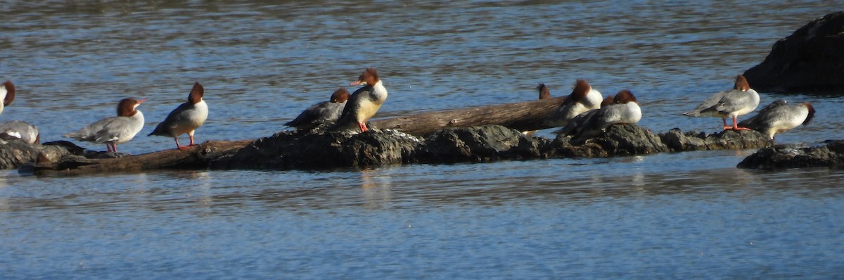 Common Merganser - ML645360622