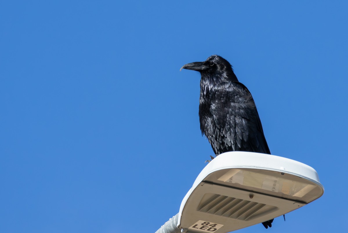 Erroi handia - ML645360635