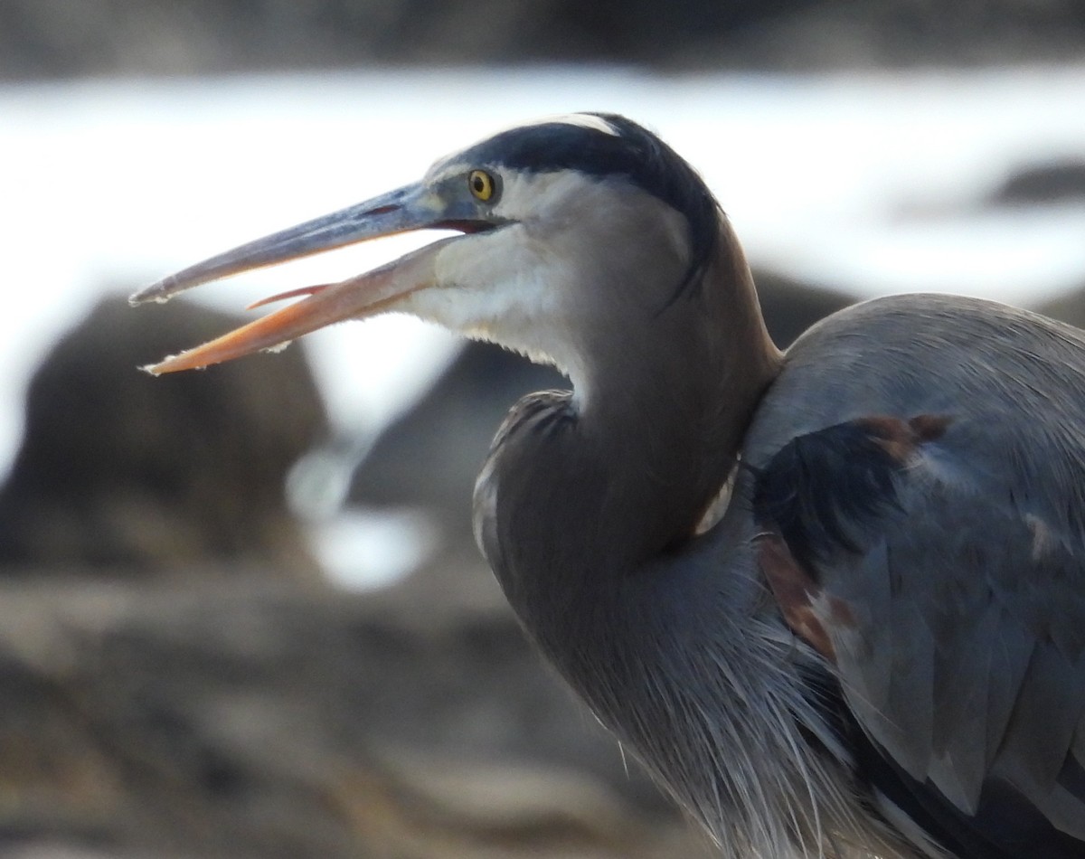 Great Blue Heron - ML645360649